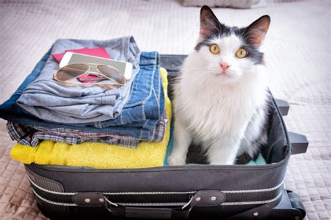 how to travel overseas with a cat|moving multiple cats across country.